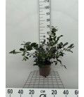 Camelia pot de 19 