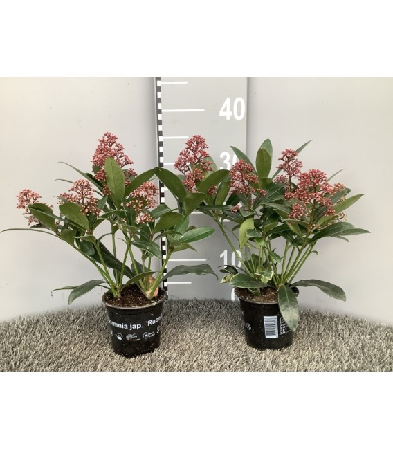 Skimmia rubella pot de 11 H35 +5fl