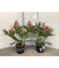 Skimmia rubella pot de 11 H35 +5fl