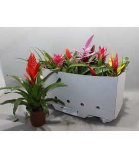 Bromelia mix Ø 12