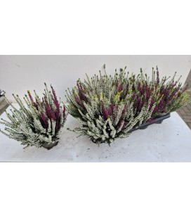 Calluna pot de 12 3 coul