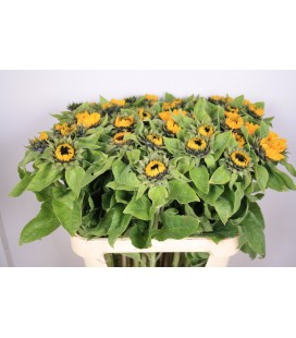 Tournesol Vin Choise 70 cm