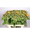 Tournesol Vin Choise 70 cm