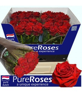 Rose Testarossa 60 cm