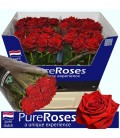 Rose Testarossa 60 cm
