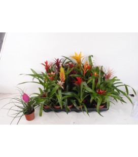 Bromélia Mix Pot de 9 h 25