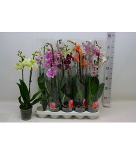 Phalaenopsis mix coul Ø12 h 60 3b