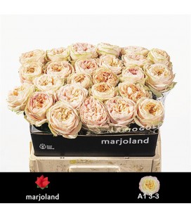 Rose Priscilla 60 cm