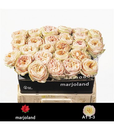 Rose Priscilla 60 cm