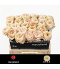 Rose Priscilla 60 cm