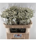 Limonium Sin Mountain Dia 70 cm