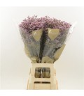 Limonium Blush diana 80 cm