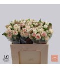 Rose Branchue Pinky promise 50 cm