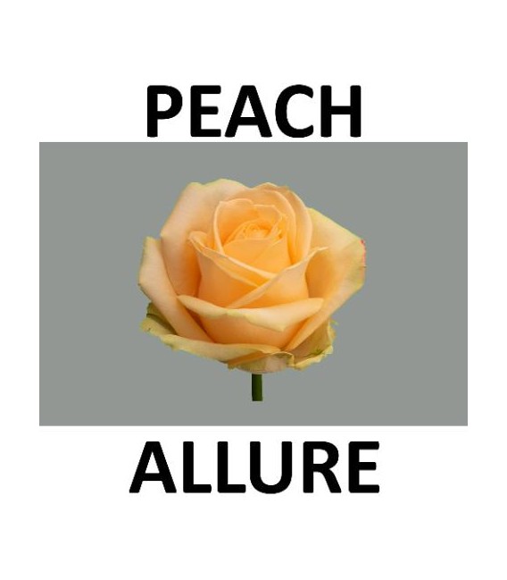 Rose Avalanche peach 50 cm