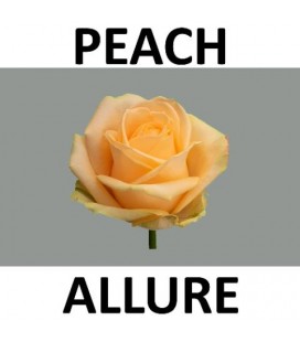 Rose Avalanche peach 50 cm