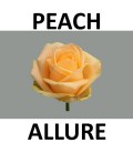 Rose Avalanche peach 50 cm