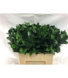 Ruscus Hypophyllum 60 cm