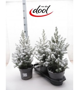 Picea Conica neige Ø 19h 60