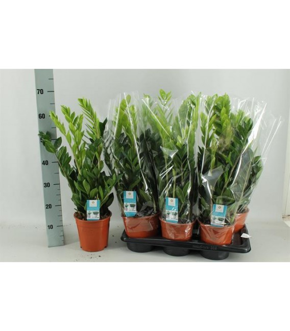 Zamioculcas pot de 17 H 65