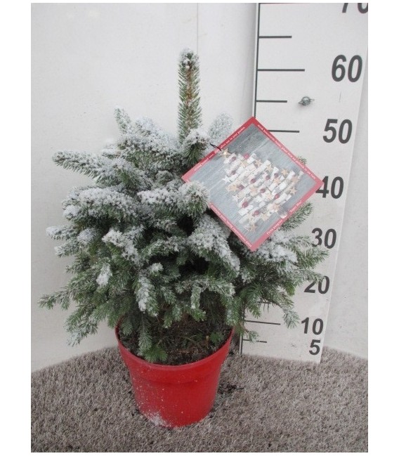 Picea super Blue Ø 23 h 60