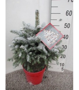 Picea super Blue Ø 23 h 60