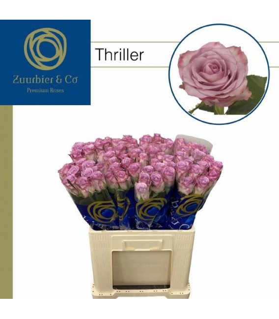 Rose Thriller 40 cm