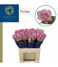 Rose Thriller 60 cm