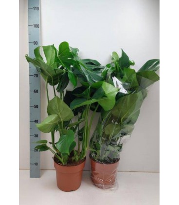 Monstera Deliciosa pot de 21 H 60cm