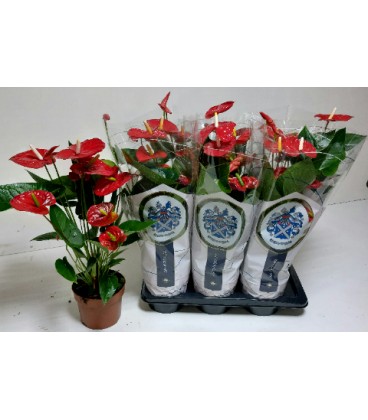 Anthurium Jumbo Red Ø17 