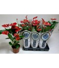 Anthurium Jumbo Red Ø17 