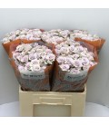 Rose Branchue Silver Shadow 60 cm