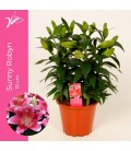 Lys or Sunny Robyn pot de 19