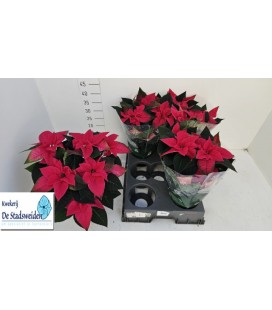 Poinsettia pink Ø15