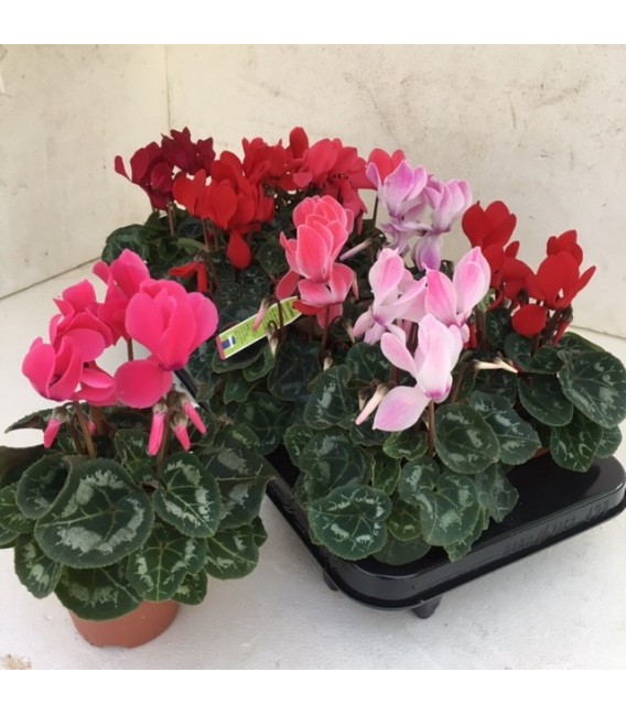 Cyclamen sup allureØ12