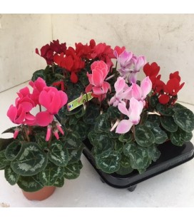 Cyclamen sup allureØ12