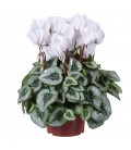 Cyclamen Metalis Ø 17