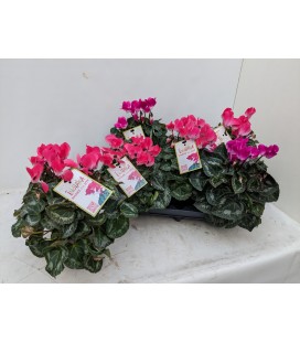 Cyclamen Indiaka Ø 12