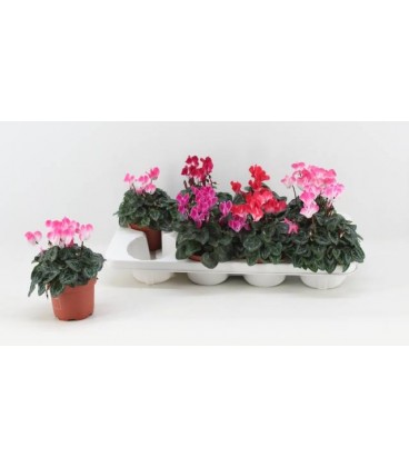 Cyclamen Mini Pot de 10