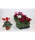 Cyclamen Carino pot de 10.5