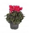 Cyclamen Carino pot de 10.5