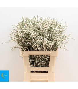 Genet Blanc 65 cm Botte de 350 gr