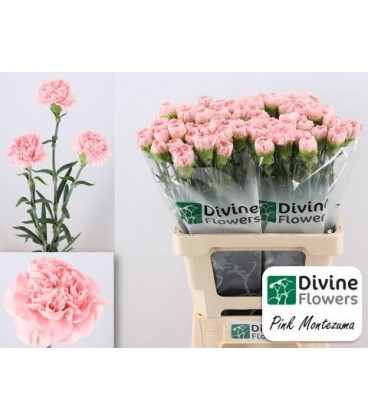 Oeillet Pink Montezuma