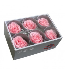 Rose Stab St 6 tetes Pink pastel