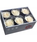 Rose Stab Standard 6 tetes Blanc