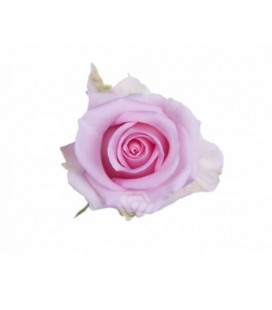 Rose Equat Jessika 50 cm x 25