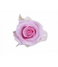 Rose Equat Jessika 50 cm x 25