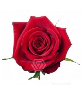 Rose equat Finally 50 cm x 25