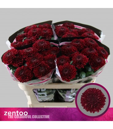 Rose Parker red 70 cm