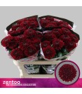 Rose Parker red 70 cm