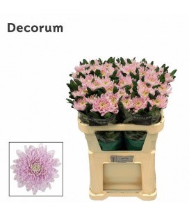 Chrysantheme G Rossano 70 cm